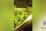 На даче саратовца обнаружили парник с коноплей